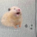 아방