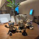 동박골 한우 | Episode 7. 임신 30주/1박 2일 태교여행/정선 파크로쉬/발왕산 케블카/정선맛집