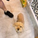 유폴24시 애견셀프목욕 이미지