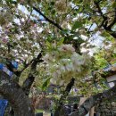 춘삼월목장 | 서산여행 개심사 겹벚꽃 명소 청겹벚꽃 황도복숭아꽃 개화시기 주차장 정보