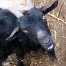 영남목장 이미지