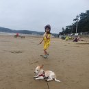 봄이네 애견 이미지