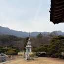 옥류천이야기길(소나무숲길) | 설날 부모님 모시고 가기 좋은 통도사 암자 서축암 기도 도량 (2026년 입장료, 주차, 소나무숲길, 홍매화)