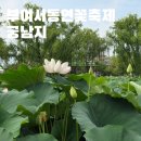 부여 궁남지 서동연꽃축제 후기 실시간 개화 상황 7월 여행지 추천