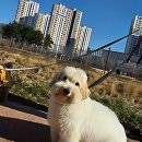 케이지모빌리티 시흥서비스프라자 | 드디어 찾았다! 우리 강쥐 전용 힐링 플레이스!