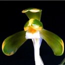 송죽 이미지