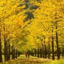 원주굽이길 원7코스 반계리은행나무길 이미지