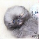 수원고양이전문분양 가토캣슬 광교용인점 | 평촌 강아지분양 애견분양 사랑스러워요♥