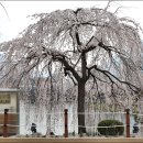 부흥로 산벚나무길 | 창녕 가볼만한 곳 – 영산 연지스마트공원과 만년교 수양벚나무 장관