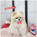 예쁘개 이미지