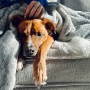 바른걸음 외과 동물병원 이미지