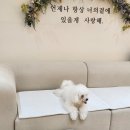 르라움 애견호텔 신암점 | 대구 신암동 르라움 반려견/애견 신상 오성급 호텔 신암점이 새로 오픈해 이번 휴가때 이용하려고 지인...