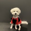 광주한사랑동물병원