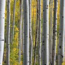 자작나무쉼터 이미지