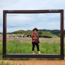 2022년 연천 장남 통일바라기 축제 &#34;호로고루 해바라기에 물들다&#34; 이미지