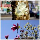벚꽃 별리(꽃비 그리움), 봄빛 수채화(사랑의 연인들) 이미지