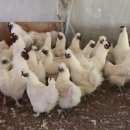 백봉닭농장 이미지