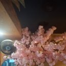 참치원 | [경기 부천 참치원 후기] 가성비좋은 참치를 드시러 오세요!