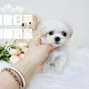 김해해피몽