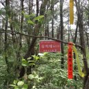 상판소나무숲 이미지