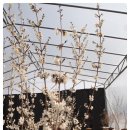 미선농장 이미지