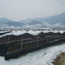 백신1리 이미지