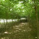 여주-0010 이미지