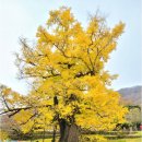 11월2일(일) 천태산(영동) 충북의설악산 으로... BAC100대명산 이미지