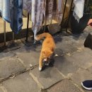 소원 Market | 3박 5일 겨울 여행 다낭 후기 - 3일차 (세친구투어...마사지, 바구니배, 호이안 올드타운, 소원배, 야시장