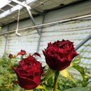 최대철농장 이미지