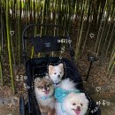 울산 2차 동물병원 에스동물병원 메리 초음파, 엑스레이, 피검사