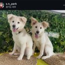 우리집 똥강아지 | 🐶 단기임보 D-1, 우리집 첫 강아지 합숙 이야기 (똥강아지 삼총사)