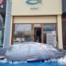 해담참치 이미지