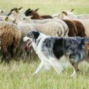 미사동물병원 이미지