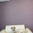 글램독 양양 이미지