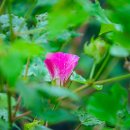 청솔농원 이미지