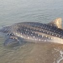 오포해수욕장 이미지