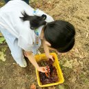 앞뜰농장 | 경기도 안성 포도 수확 체험