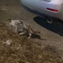 영대연합동물병원 이미지