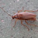 [사이언스타임즈] 바퀴벌레를 박멸하기 어려운 이유는 뭘까? 이미지