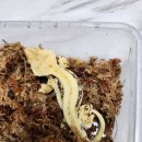 설이얼음