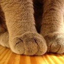 고양이발 이미지