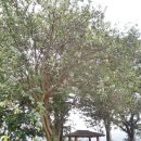 지수초등학교 이미지