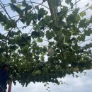[2021선진농원/청포도거봉샤인머스캣소식전합니다] 안녕하셨지요?😍🍇🌿💚