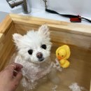 멍뭉이 살롱 이미지