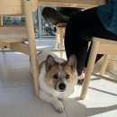 제주애단비 마주 이미지