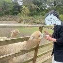 유순농장 | 제주 알파카농장 후기(애월읍 도치돌알파카농장)