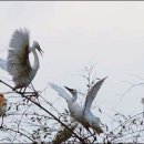 백로마을 이미지