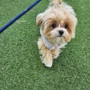 바오도그 이미지