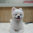 뷰티펫 하우스 이미지